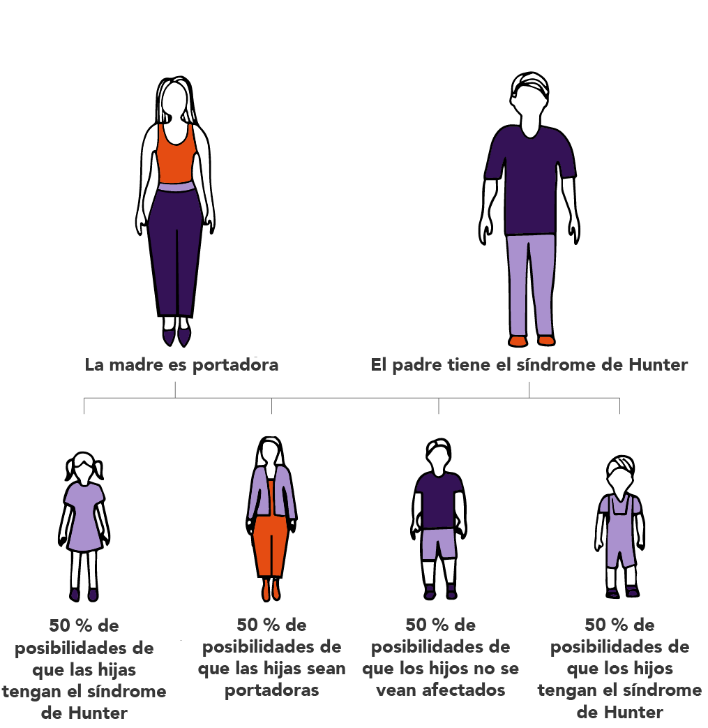 Dibujo de madre portadora del síndrome de Hunter, Padre afectado por el síndrome de Hunter, Hija pequeña con 50% de probabilidad de ser portadora del síndrome de Hunter, Hija mayora con 50% de probabilidad de ser portadora del síndrome de Hunter, Hijo major con 50% de probabilidad de ser afectado por el síndrome de Hunter, Hijo pequeño con 50% de probabilidad de ser afectado por el síndrome de Hunter